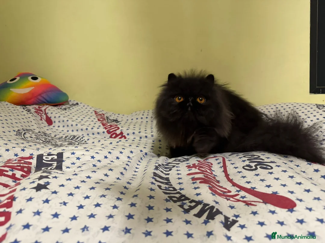 Persa gatos en venta: Gc ch  ich - Anuncio 4