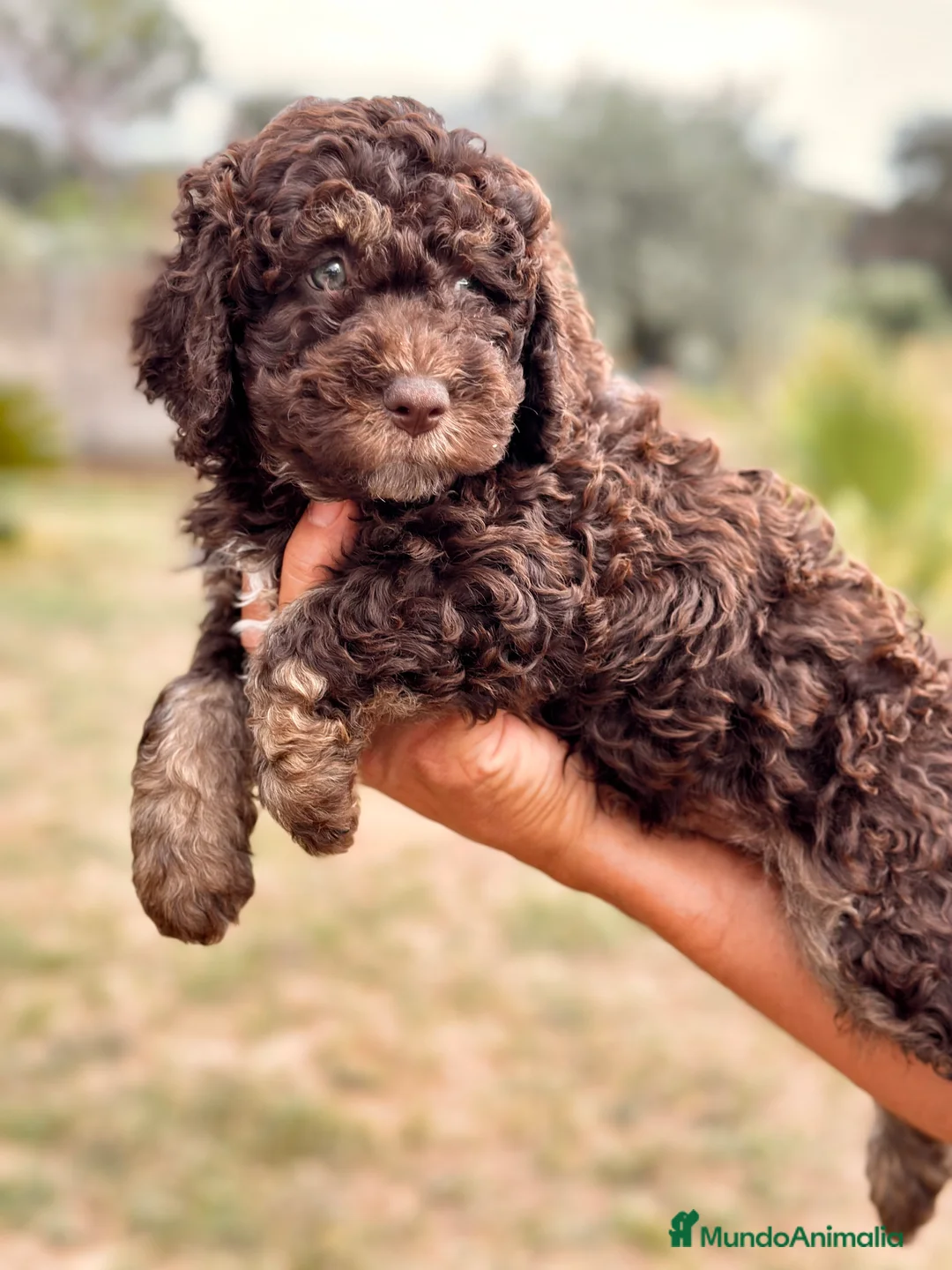 Perro de Agua Español perros en venta: Perro de Aguas  - Anuncio 1