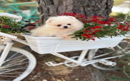 Pomerania perros en venta: Pomerania Macho toy disponible !! - Imagen 4