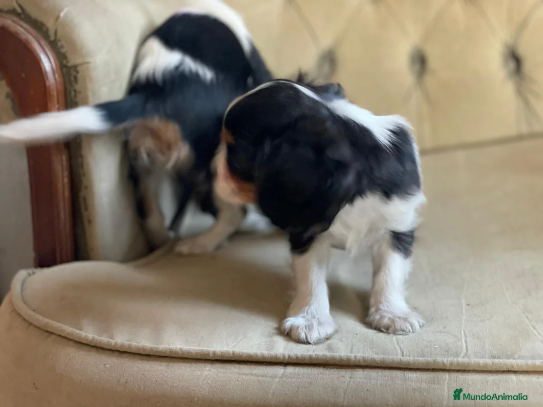Cavalier King Charles Spaniel perros en venta: Camada de Cavallier en Madrid - Anuncio 3