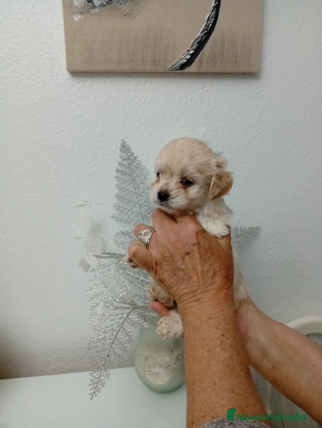 Maltipoo perros en venta: Cachorritos de Maltipoo Toy  - Anuncio 3