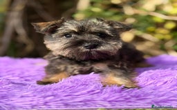 Schnauzer Miniatura perros en venta: Schnauzer miniatura sal y pimienta  - Anuncio 6