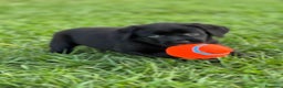 Labrador Retriever perros en venta: CACHORROS DE LABRADOR NEGRO  - Anuncio 2