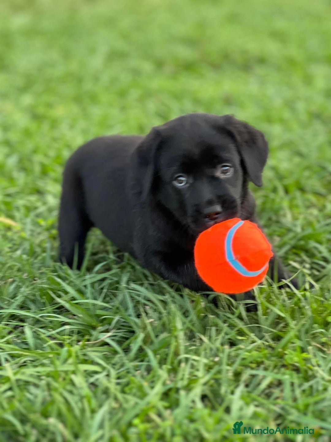 Labrador Retriever perros en venta: CACHORROS DE LABRADOR NEGRO  - Anuncio 2