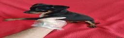 Pinscher Miniatura perros en venta: Pincher Mini  - Anuncio 3