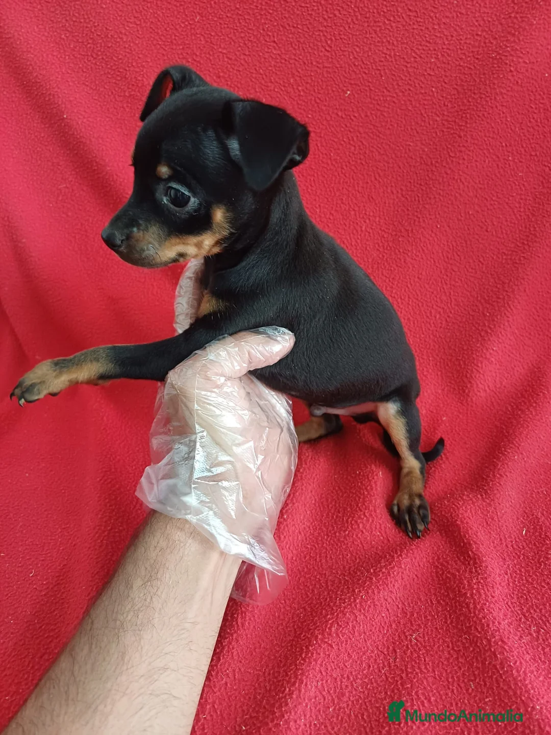 Pinscher Miniatura perros en venta: Pincher Mini  - Anuncio 2