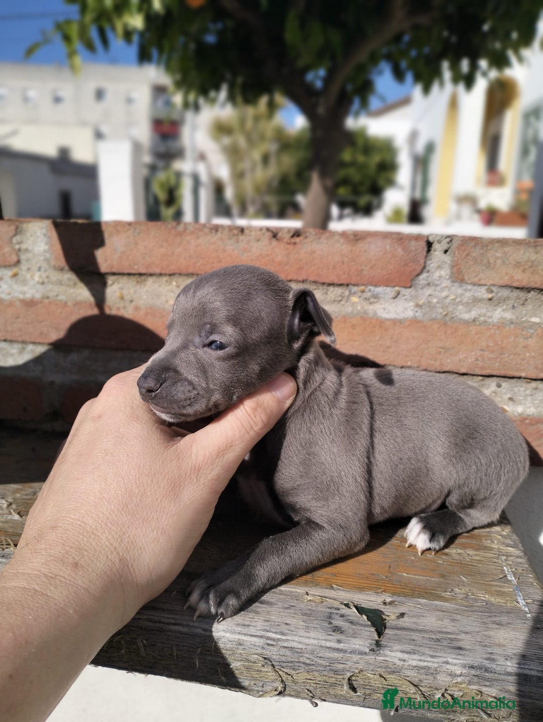 Whippet perros en venta: Whippet tamaño pqño - Anuncio 8