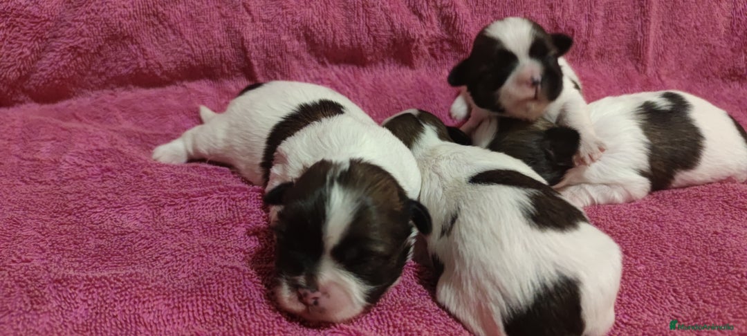Shih Tzu perros en venta: Shih Tzu de Mumbrafer  - Imagen 3
