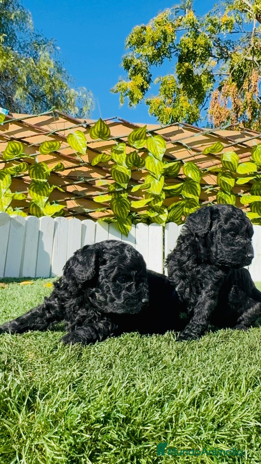 Caniche Toy perros en venta: CANICHE TOY - Anuncio 9