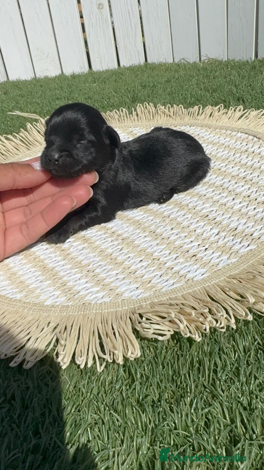 Maltipoo perros MALTIPOO - Anuncio 1