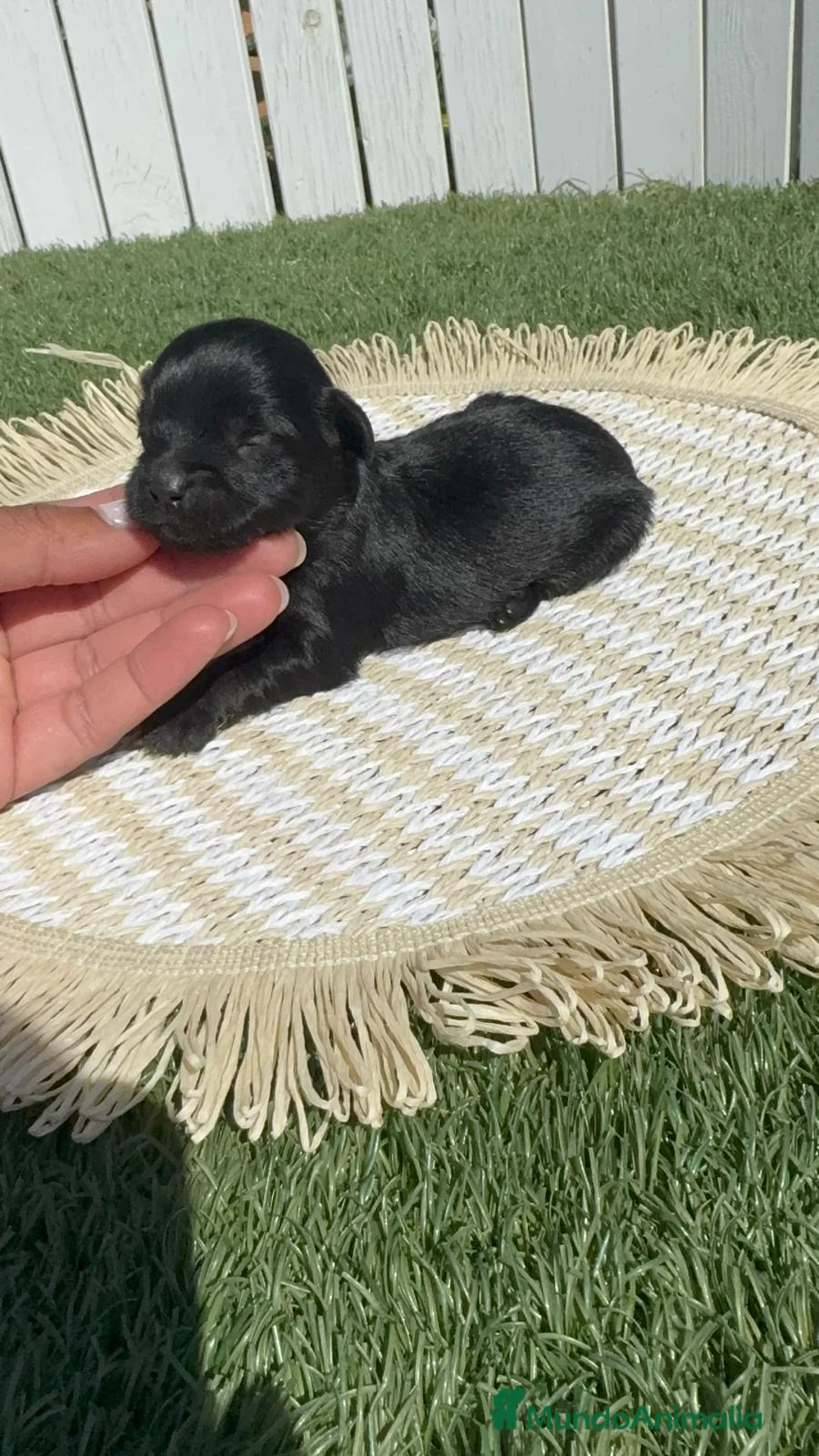 Maltipoo perros en venta: MALTIPOO - Anuncio 1