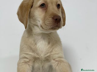 Labrador Retriever perros - Anuncio 17
