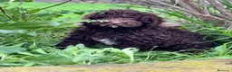 Perro de Agua Español perros en venta: Perro de agua - Anuncio 4
