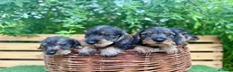 Teckel Miniatura perros en venta: Teckel miniatura pelo duro  - Anuncio 2