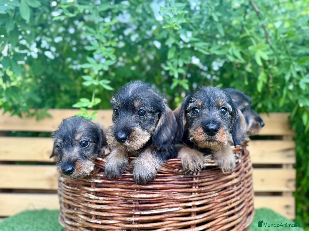 Teckel Miniatura perros en venta: Teckel miniatura pelo duro  - Anuncio 2