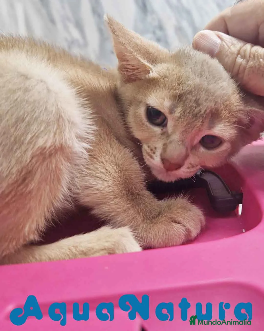 Abisinio gatos en venta: Abisinio Hembra de Mia 7908 AQUANATURA - Anuncio 13