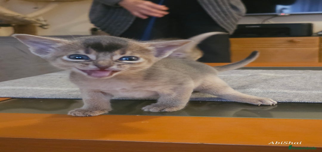 Imagen de galería {{count}}