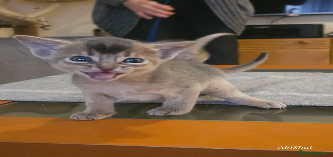 Imagen de galería {{count}}