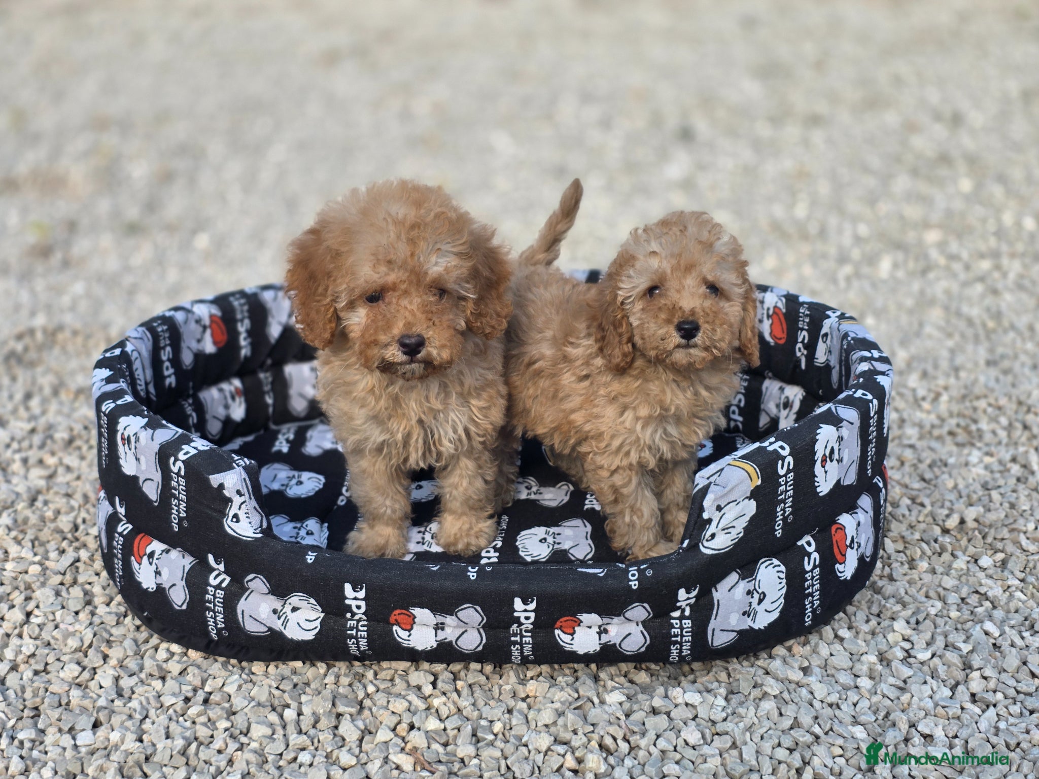 Caniche Toy perros Caniches toy apricot - Anuncio 1