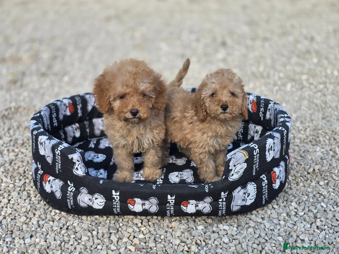 Caniche Toy perros en venta: Caniches toy apricot - Anuncio 1