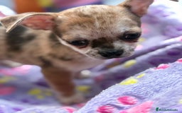 Chihuahua perros en venta: Chihuahua Machito merle toy - Imagen 16