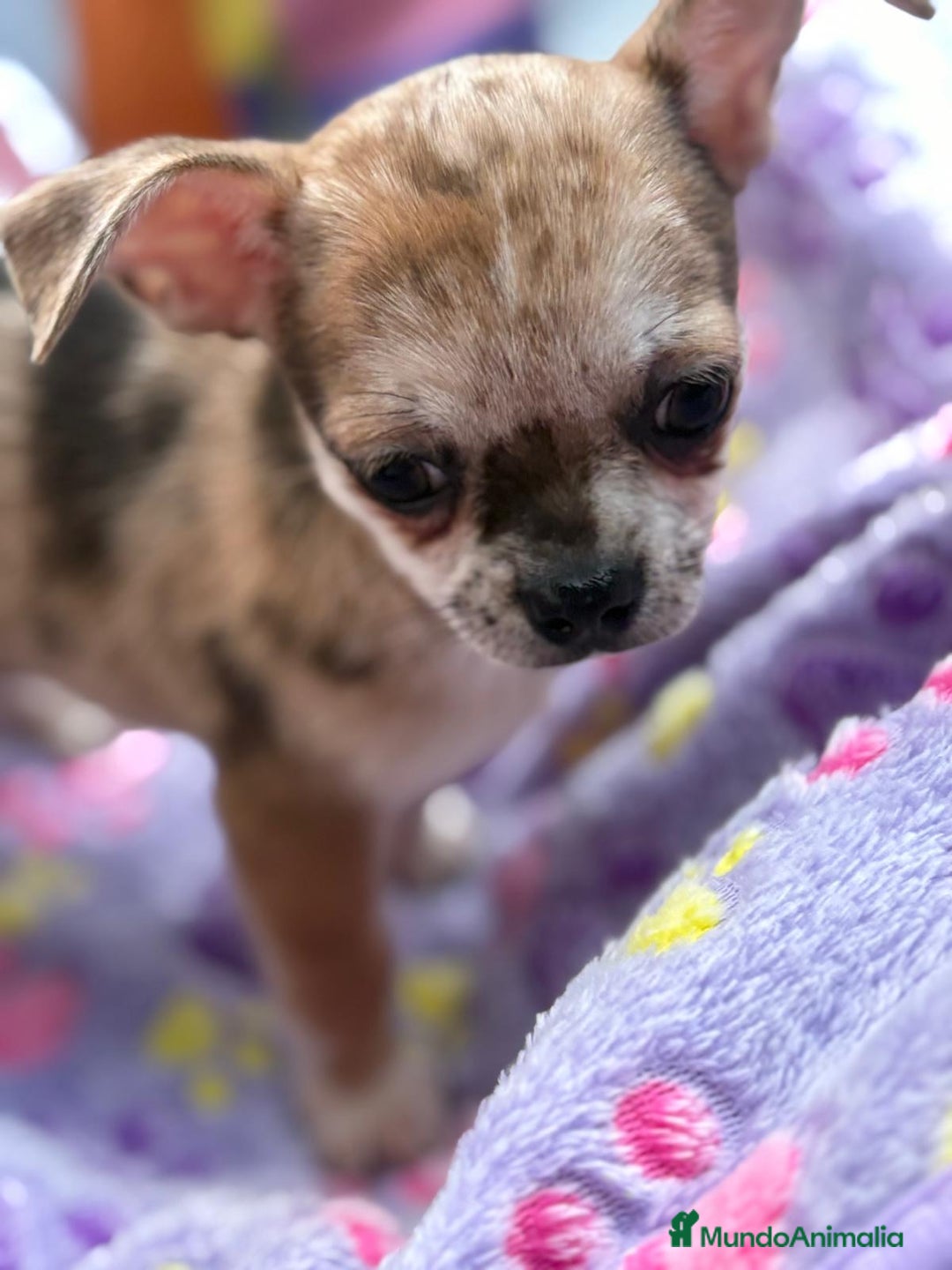 Chihuahua perros en venta: Chihuahua Machito merle toy - Imagen 16