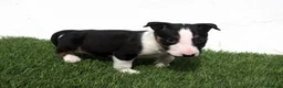 Bull Terrier perros en venta: Bull Terrier  - Anuncio 21