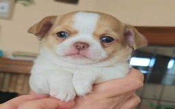 Chihuahua perros en venta: Chihuahua miniatura  - Imagen 1