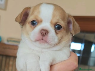 Chihuahua perros - Anuncio 3