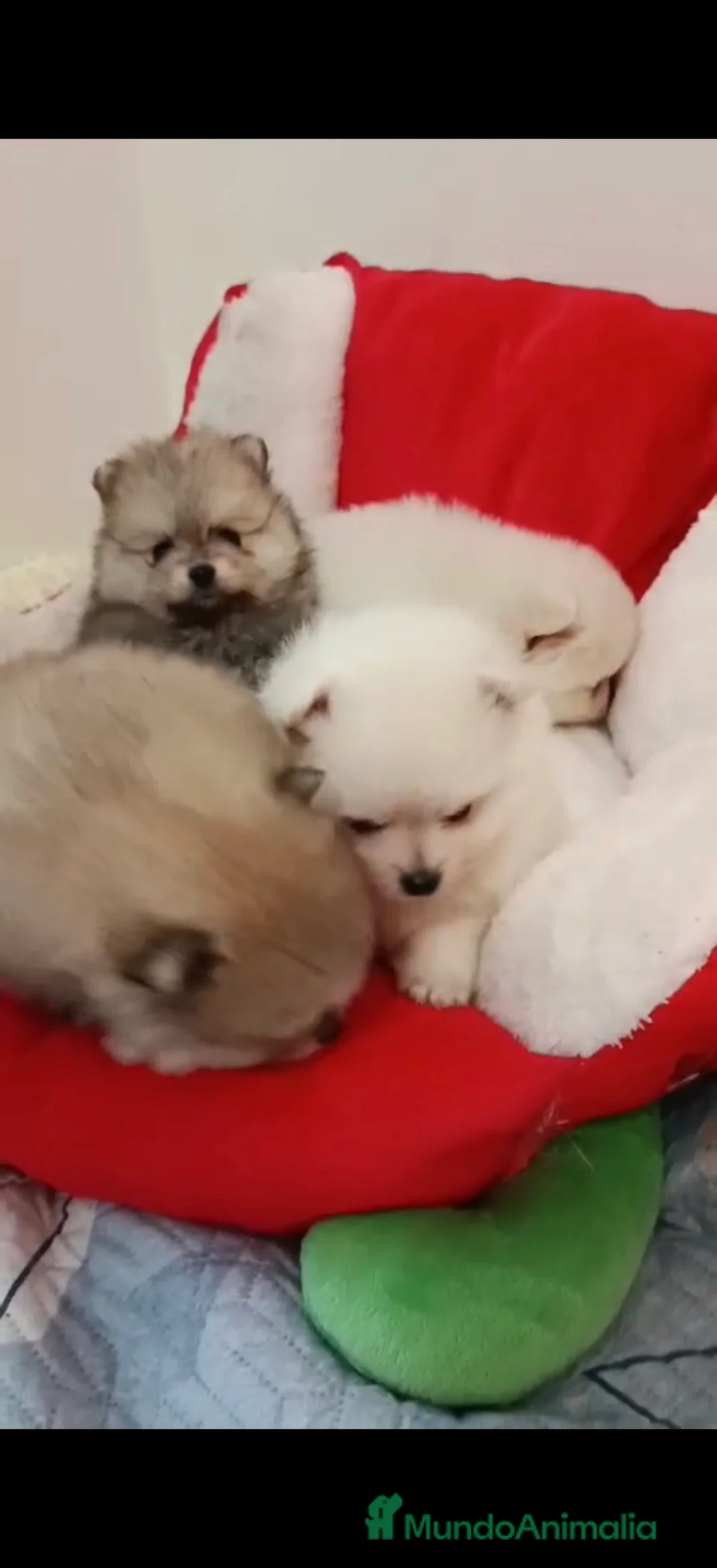 Pomerania perros en venta: Camada de Pomerania lista para Reyes - Anuncio 2