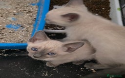 Siamés gatos en venta: Siamés  - Imagen 6
