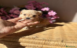 Maltipoo perros en venta: Maltipoo Hambra disponible !!! - Imagen 7