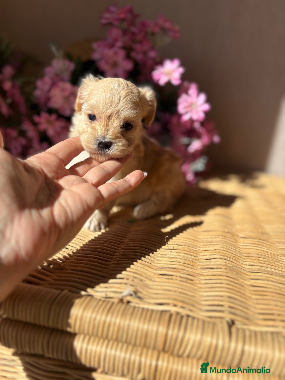 Maltipoo perros en venta: Maltipoo Hambra disponible !!! - Imagen 7