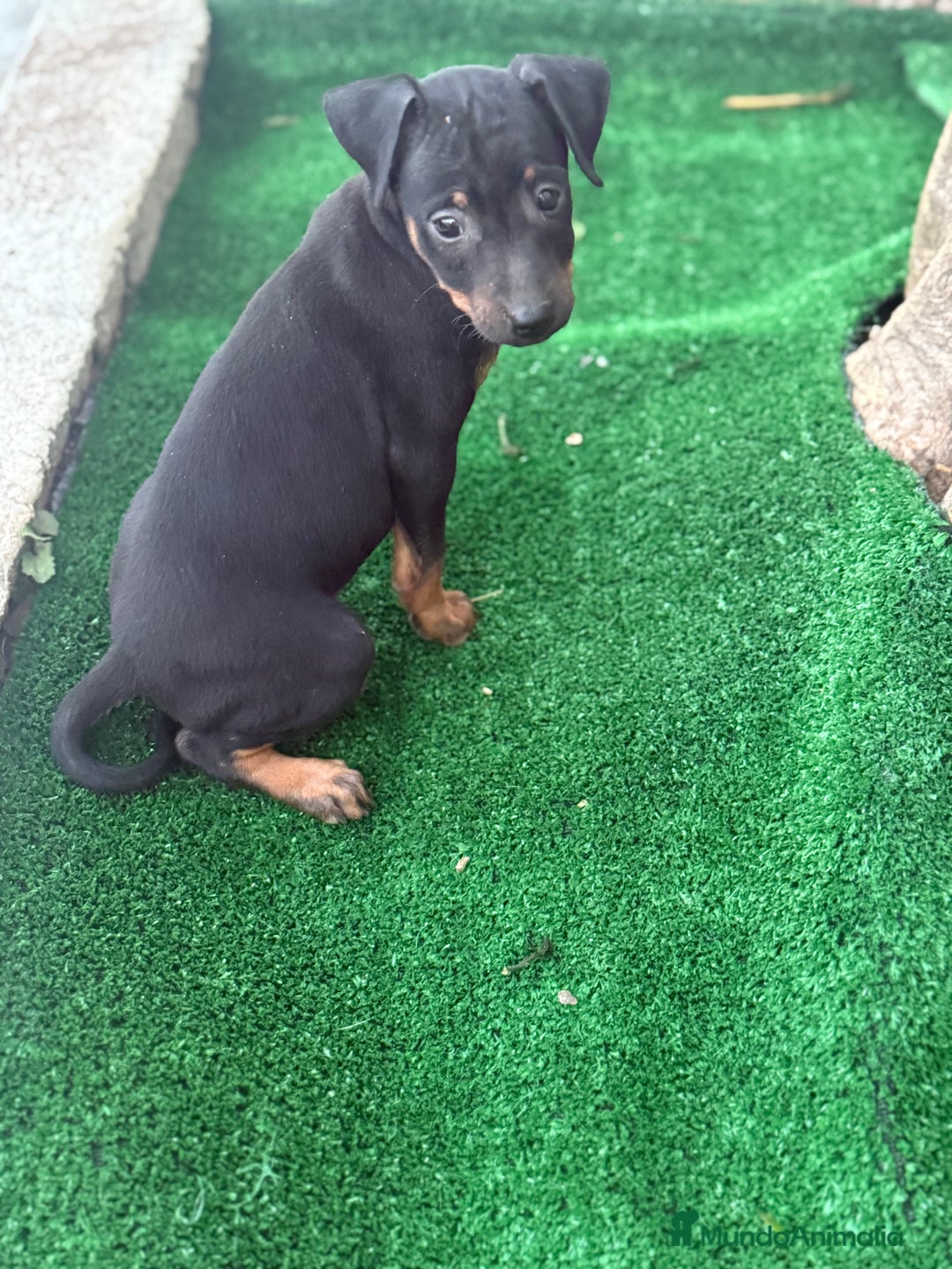 Pinscher Miniatura perros en venta: Mini pincher  - Imagen 3