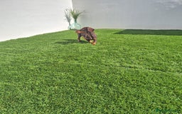 Teckel Miniatura perros en venta: TECKEL MINI CHOCOLATE  - Imagen 1