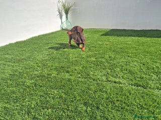 Teckel Miniatura perros - Anuncio 3