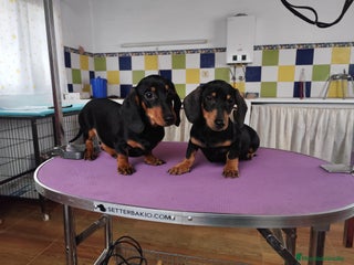 Teckel Miniatura perros Teckel miniatura - Anuncio 1