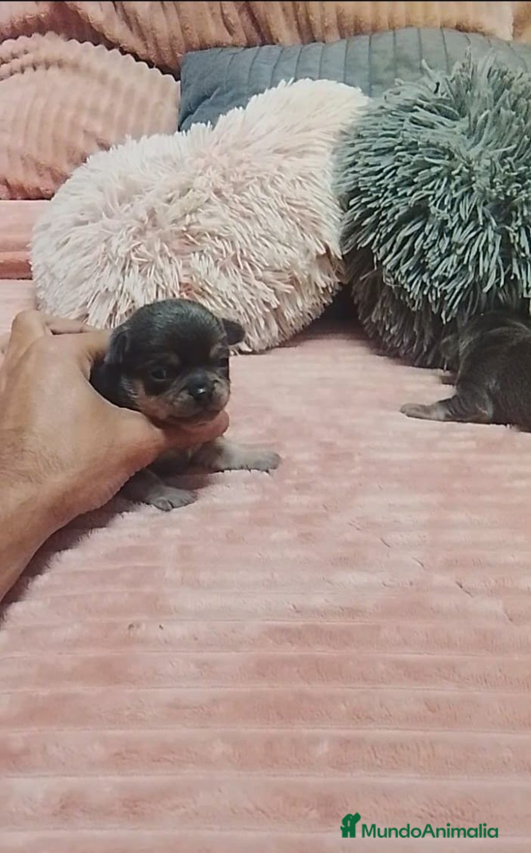 Chihuahua perros en venta: Chihuahua toy blue cabeza manzana - Anuncio 2