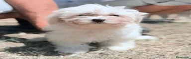 Bichón Maltés 1