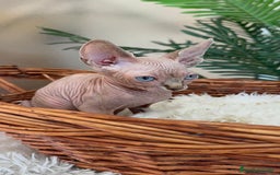 Sphynx gatos en venta: Gatitas sphynx  - Anuncio 6