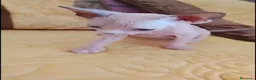 Sphynx gatos en venta:   Hembrita ojos azules  - Anuncio 2