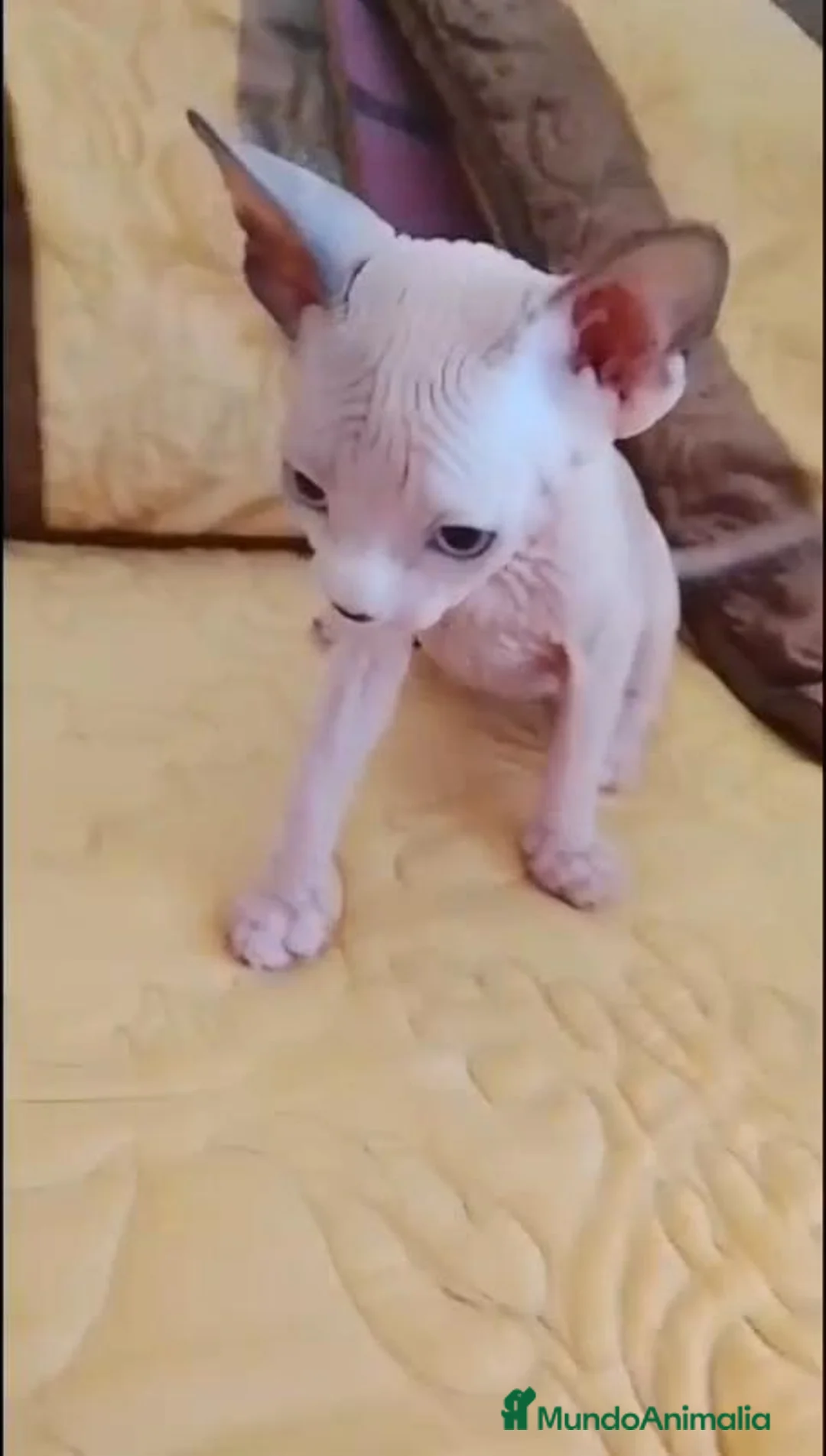 Sphynx gatos en venta:   Hembrita ojos azules  - Anuncio 2