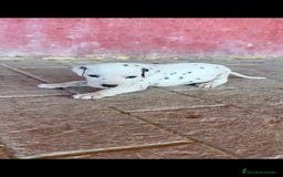 Dálmata perros en venta: Dalmata  - Imagen 2