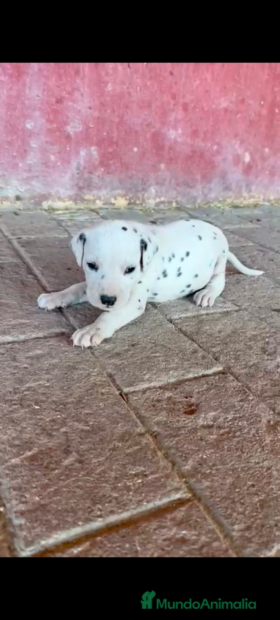 Dálmata perros en venta: Dalmata  - Imagen 2