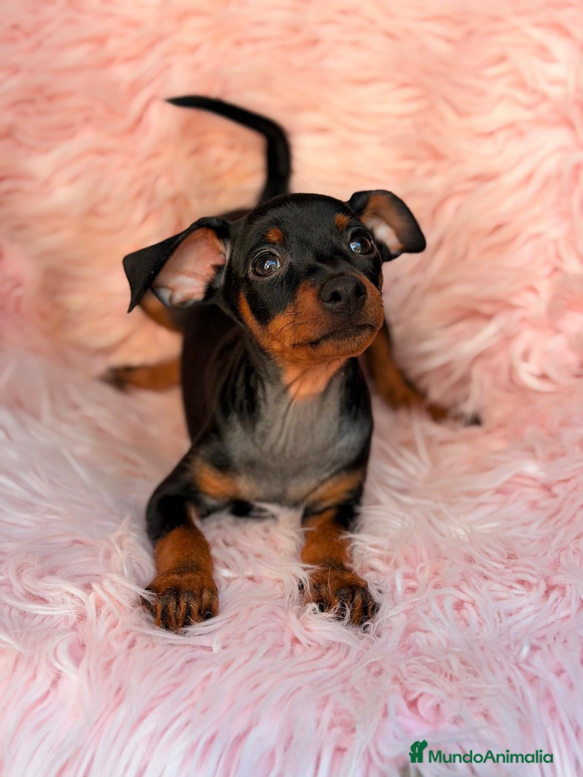 Pinscher Miniatura perros MINIPINSCHER OPORTUNIDAD - Anuncio 1