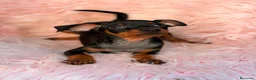 Pinscher Miniatura perros en venta: MINIPINSCHER OPORTUNIDAD - Anuncio 1
