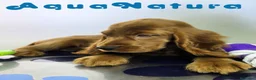 Cocker Spaniel Inglés perros en venta: Cocker Spaniel Hembra - Anuncio 4