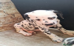 Dálmata perros en venta: Dalmata  - Imagen 1