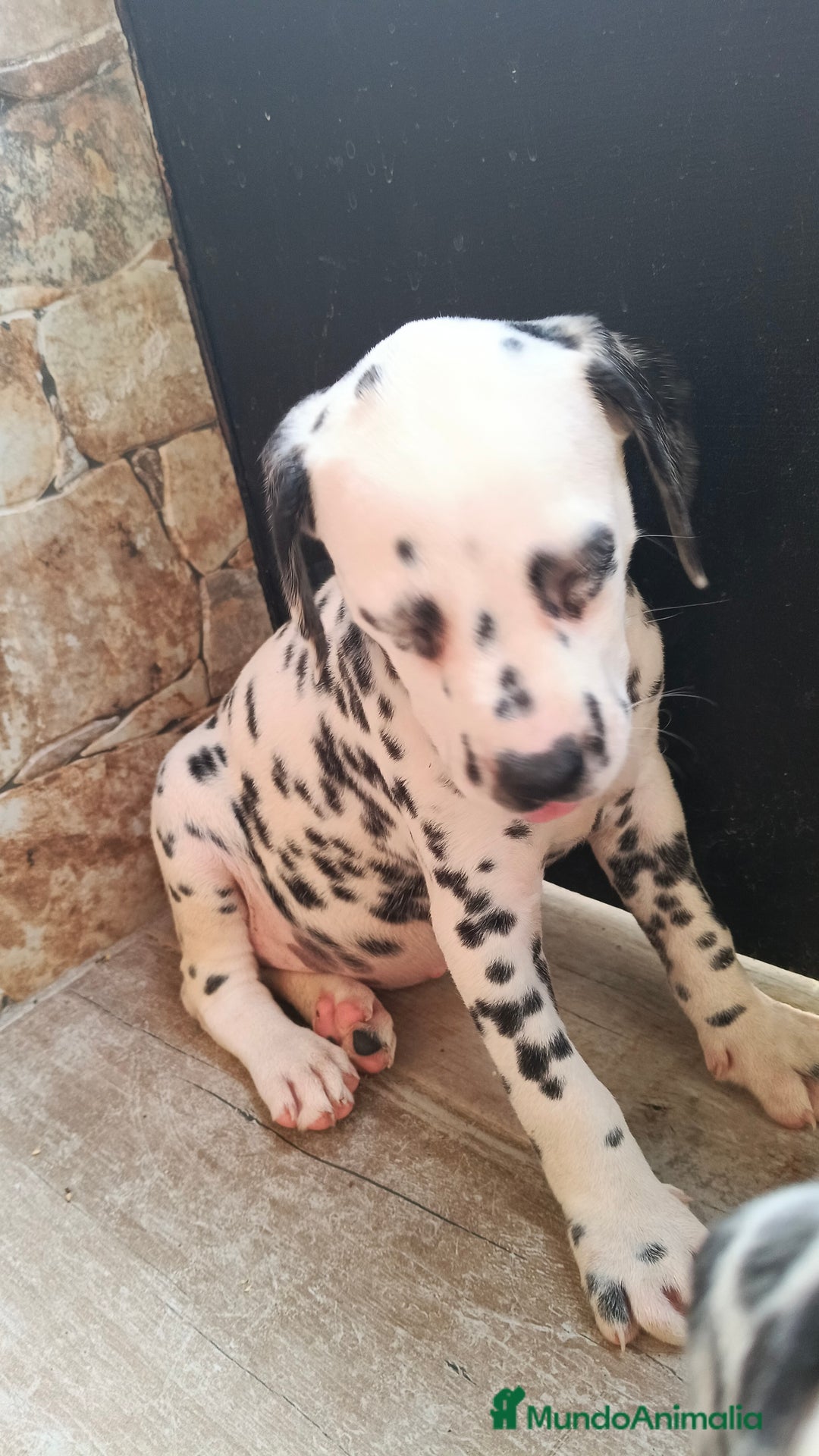 Dálmata perros en venta: Dalmata  - Imagen 1