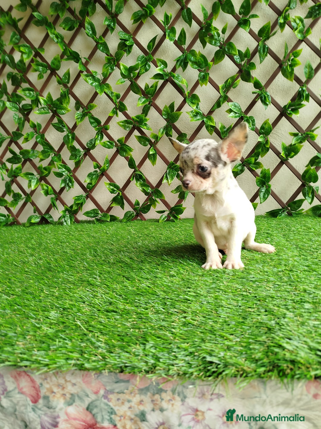 Chihuahua perros en venta: Chihuahua Toy merle - Anuncio 8